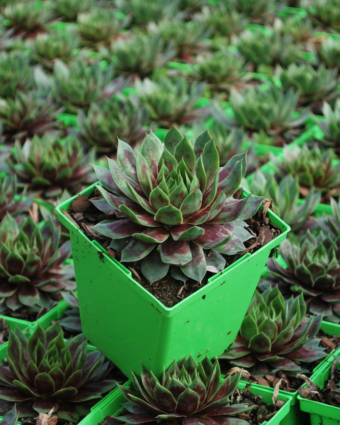 Sempervivum 'Killer' (Hens and Chicks)