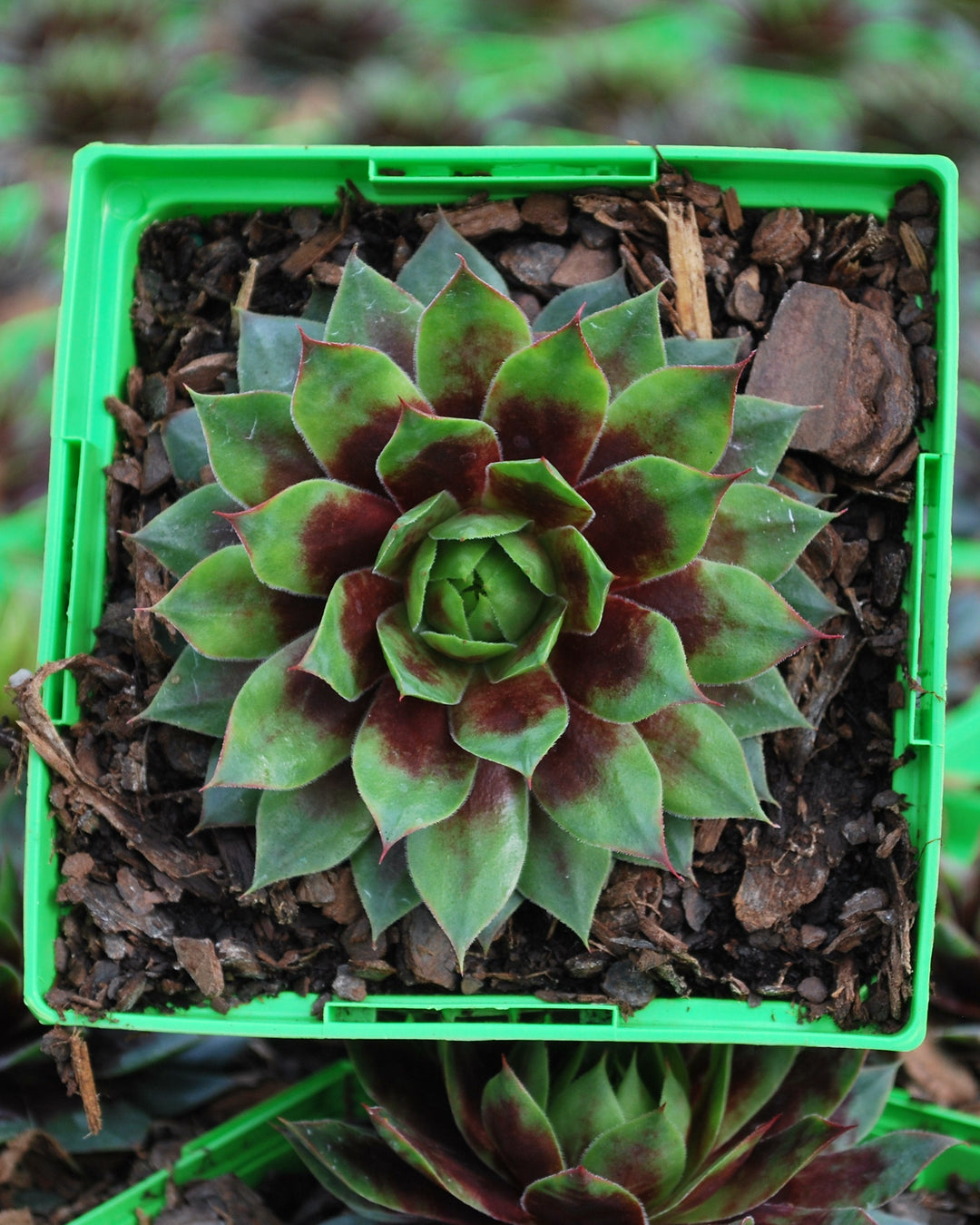 Sempervivum 'Killer' (Hens and Chicks)