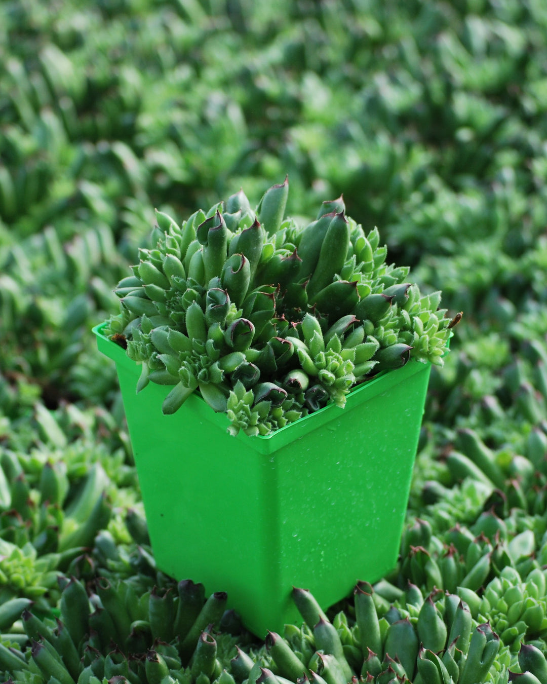 Sempervivum 'Oddity' (Hens-and-chicks)