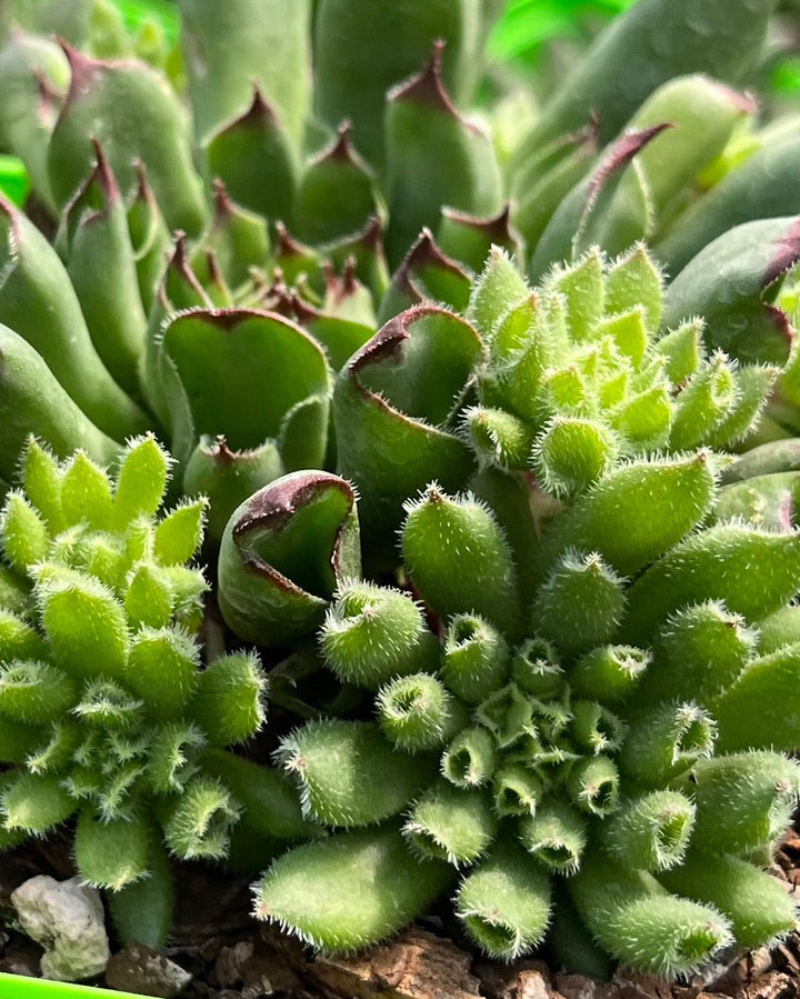 Sempervivum 'Oddity' (Hens-and-chicks)