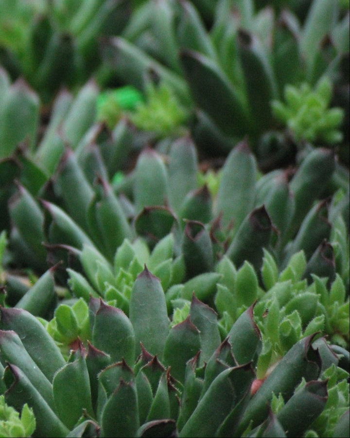 Sempervivum 'Oddity' (Hens-and-chicks)