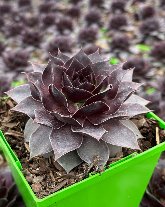 black hens and chicks succulent Sempervivum SuperSemps® Onyx (Hens and Chicks) – Perennial Farm Marketplace