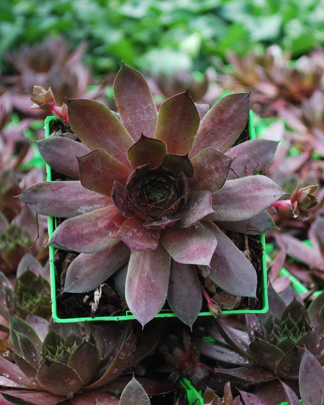 Sempervivum 'Peggy' (Hens and Chicks)