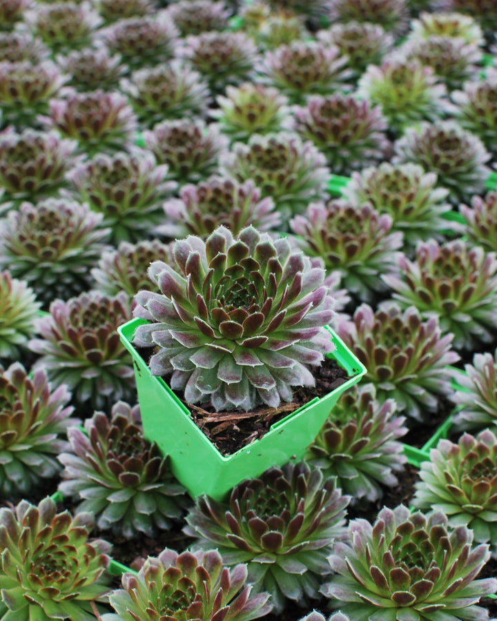 Sempervivum 'Pilioseum' (Hens and Chicks)