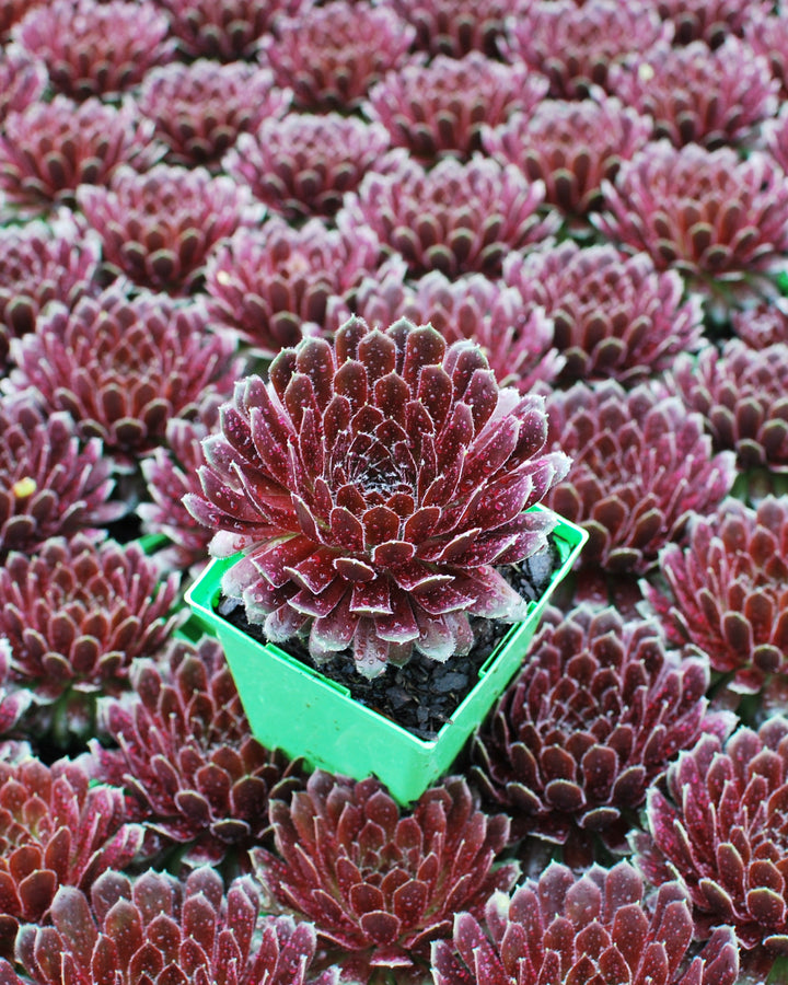 Sempervivum 'Pilioseum' (Hens and Chicks)