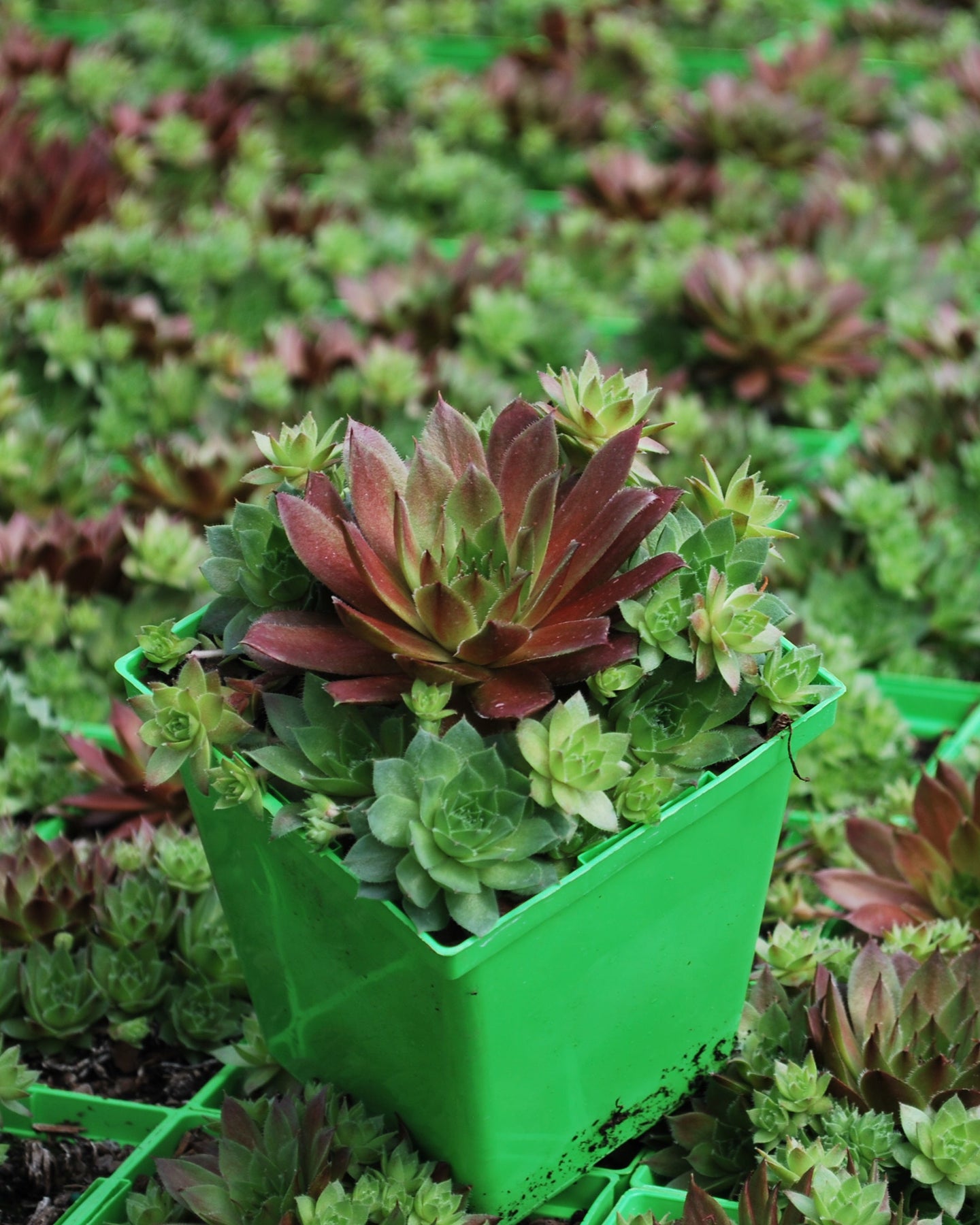 red rubin succulent Sempervivum 'Red Rubin' (Hens-and-chicks)