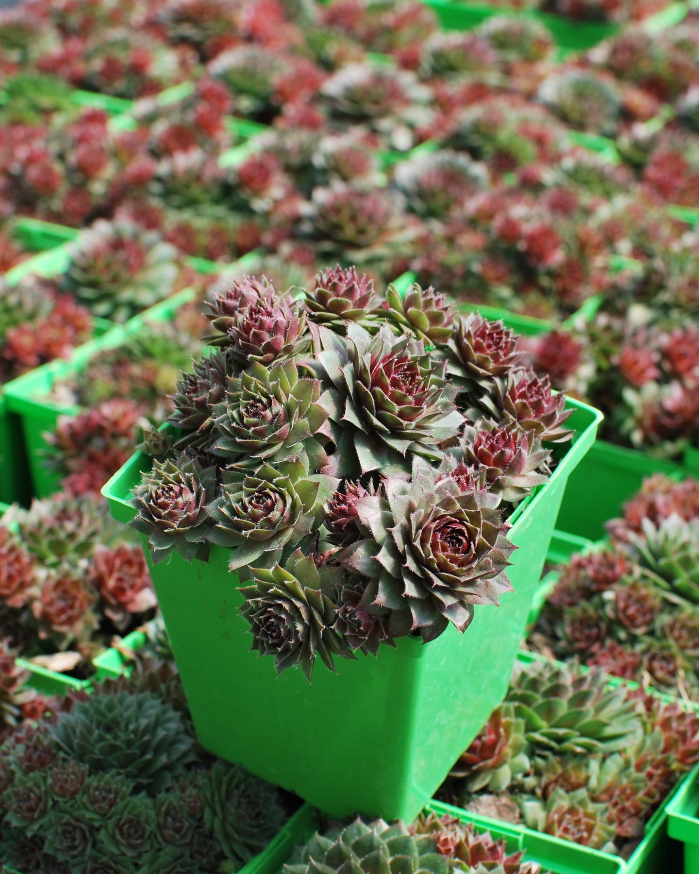 red rubin succulent Sempervivum 'Red Rubin' (Hens-and-chicks)