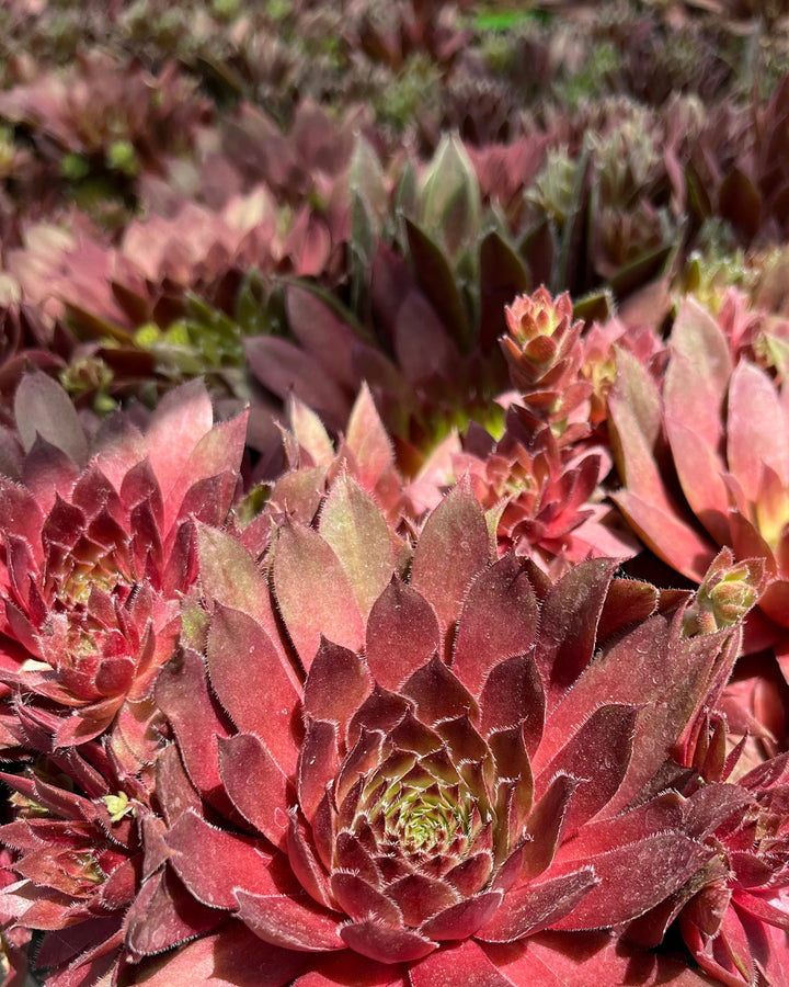 Sempervivum 'Red Rubin' (Hens-and-chicks)