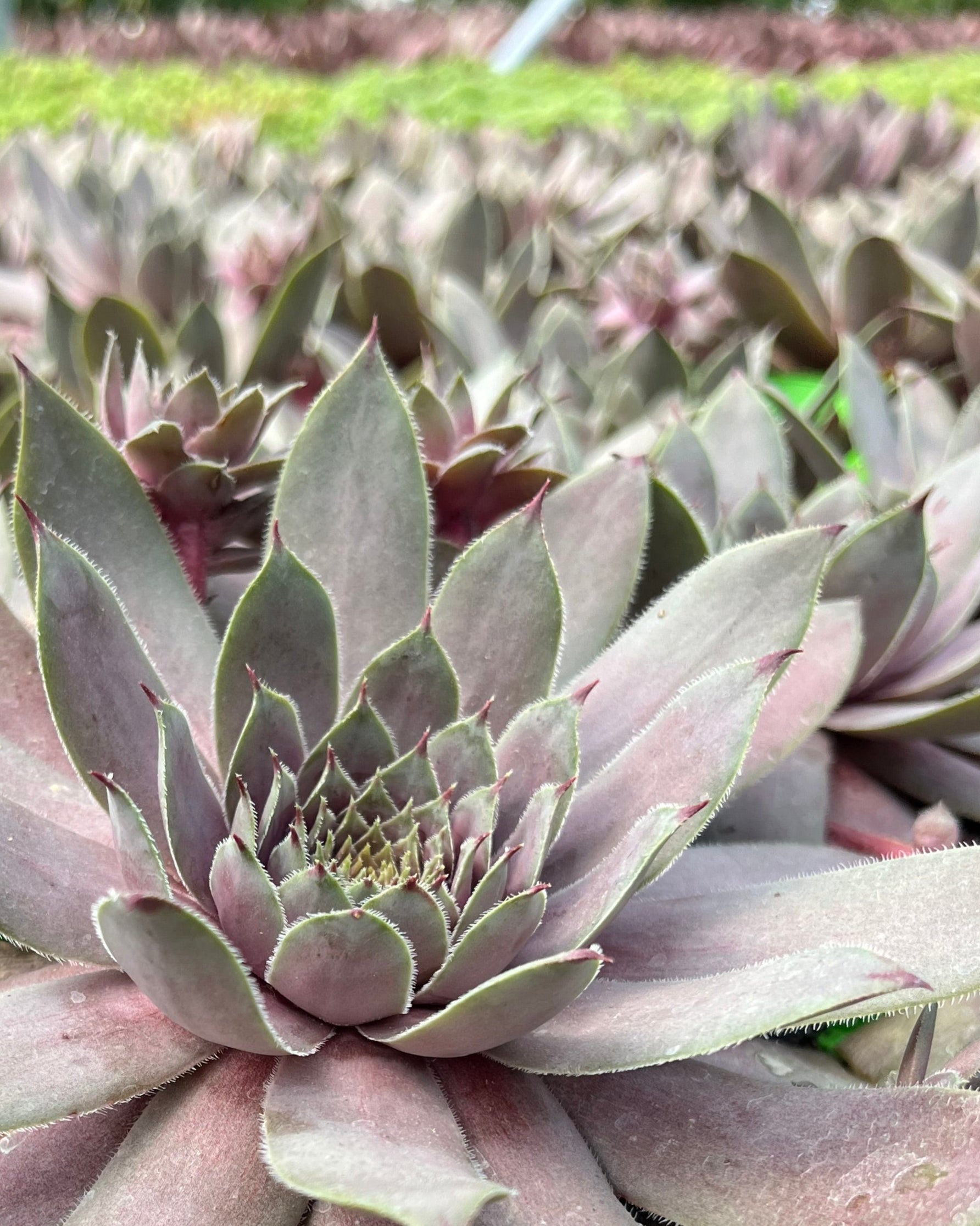 Sempervivum 'Virgil' (Hens and Chicks) – Perennial Farm Marketplace