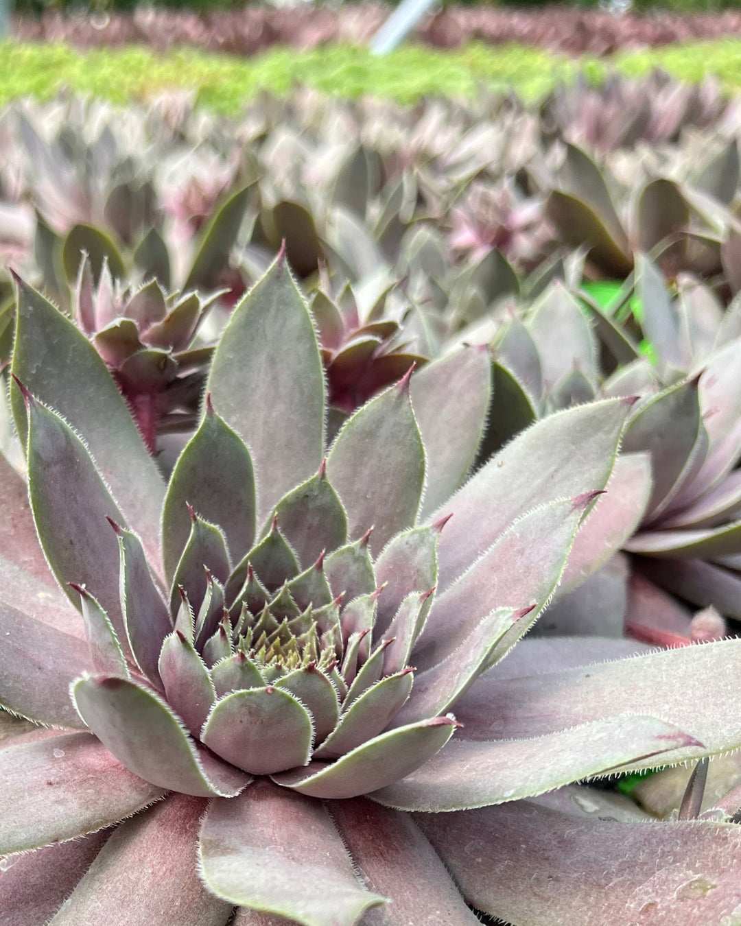 Sempervivum ‘Virgil’ (Hens and Chicks)