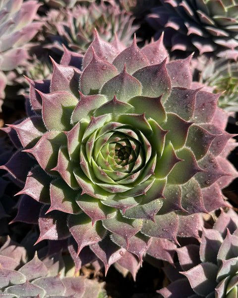 Sempervivum 'Virgil' (Hens and Chicks) – Perennial Farm Marketplace