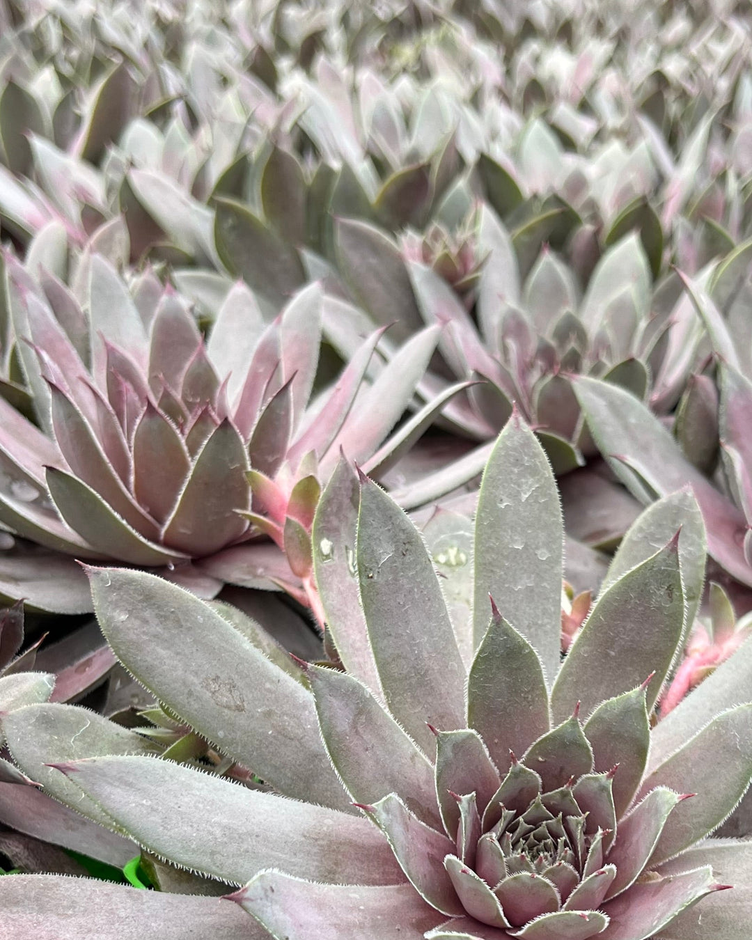 Sempervivum ‘Virgil’ (Hens and Chicks)