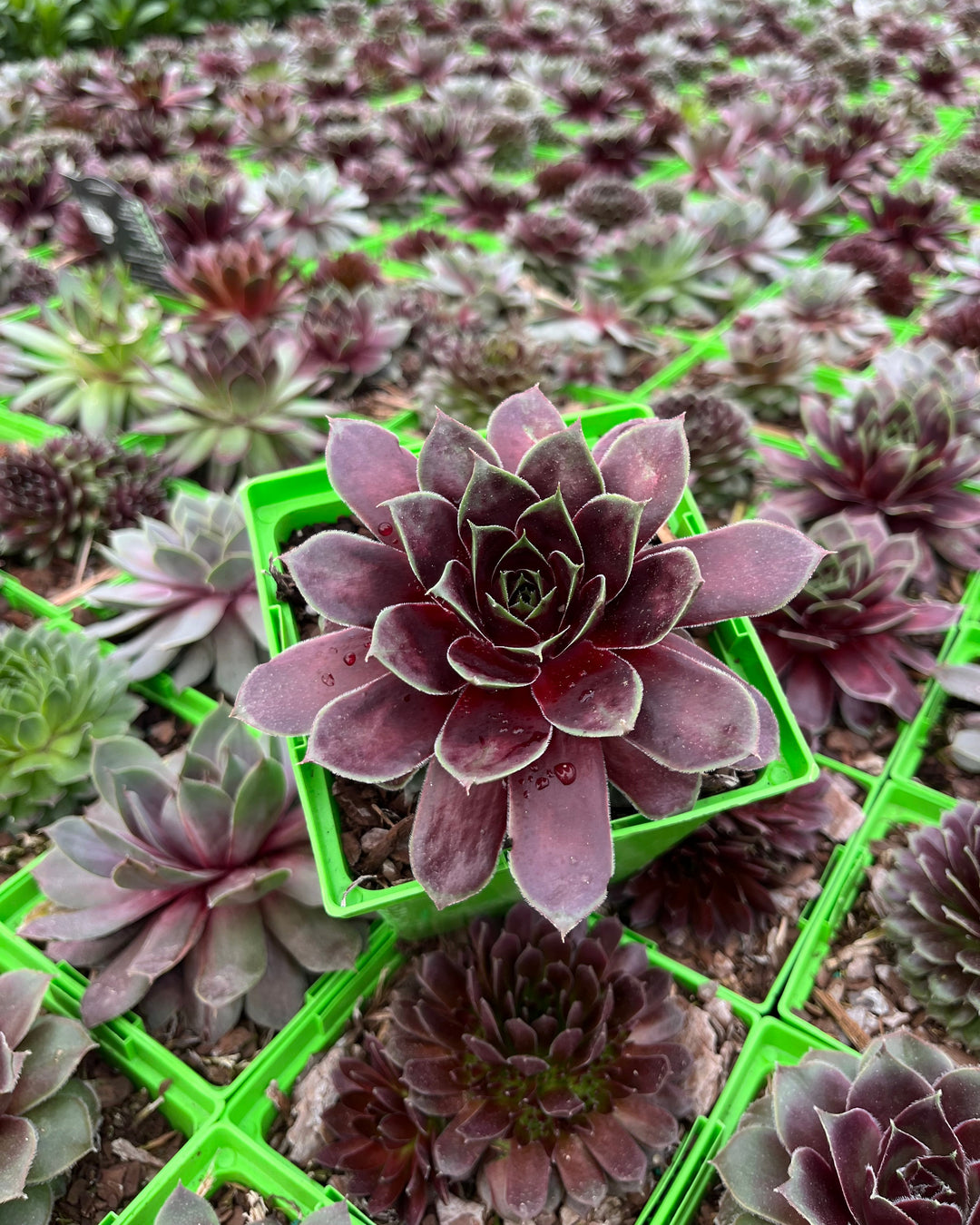 Sempervivum tectorum 'Hot Mix' (Hens and Chicks)
