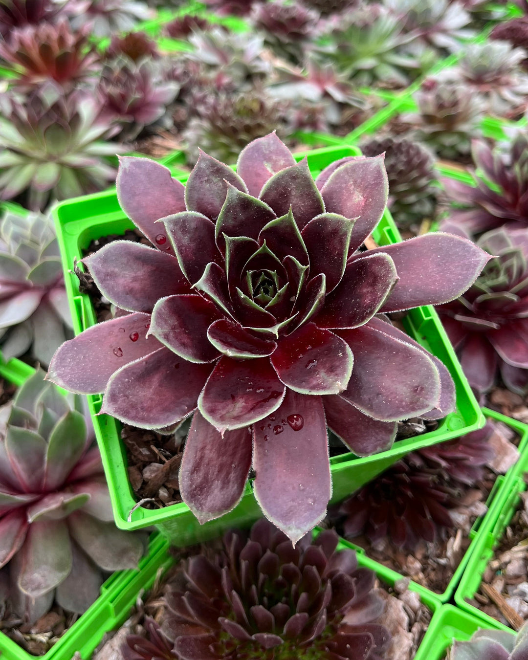sempervivum tectorum succulent Sempervivum tectorum 'Hot Mix' (Hens and Chicks)