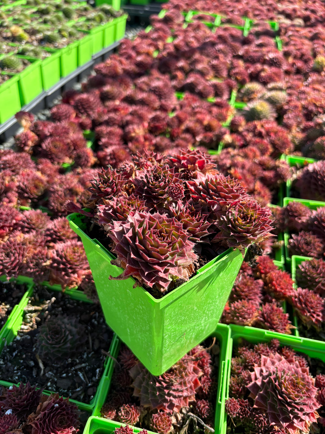 Sempervivum 'Red Rubin' (Hens-and-chicks)