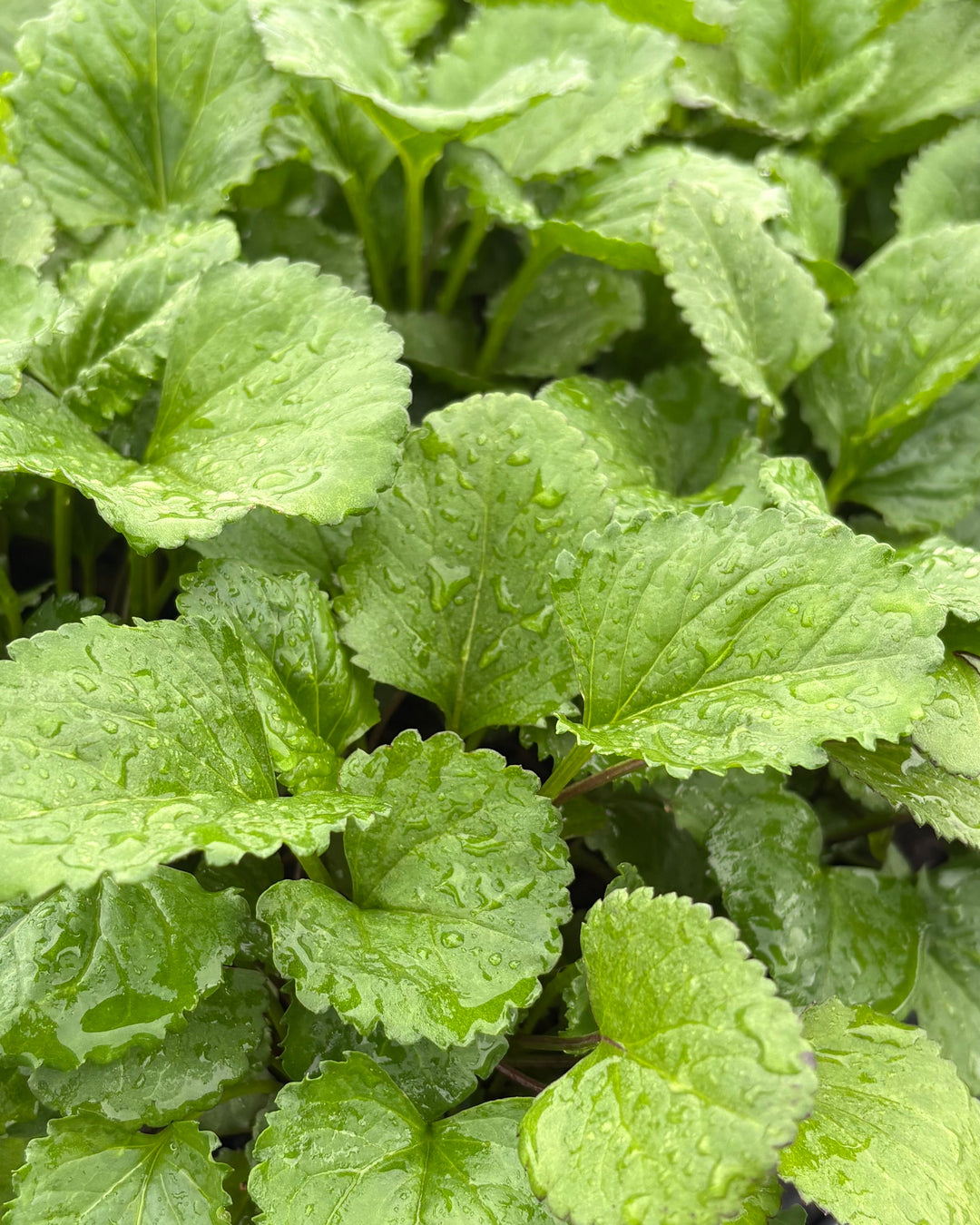 Senecio aureus (Packera aurea) (Golden Ragwort/Groundsel)