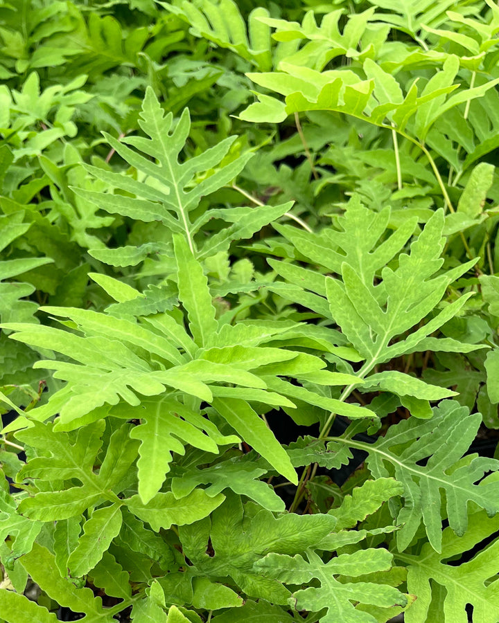 Onoclea sensibilis (Sensitive Fern)