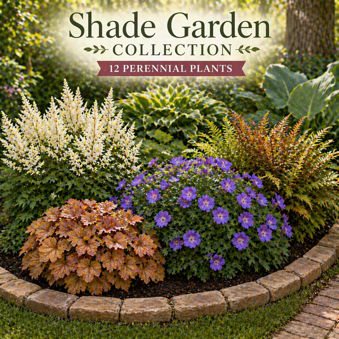 Shade Garden Collection – 12 Perennial Plants