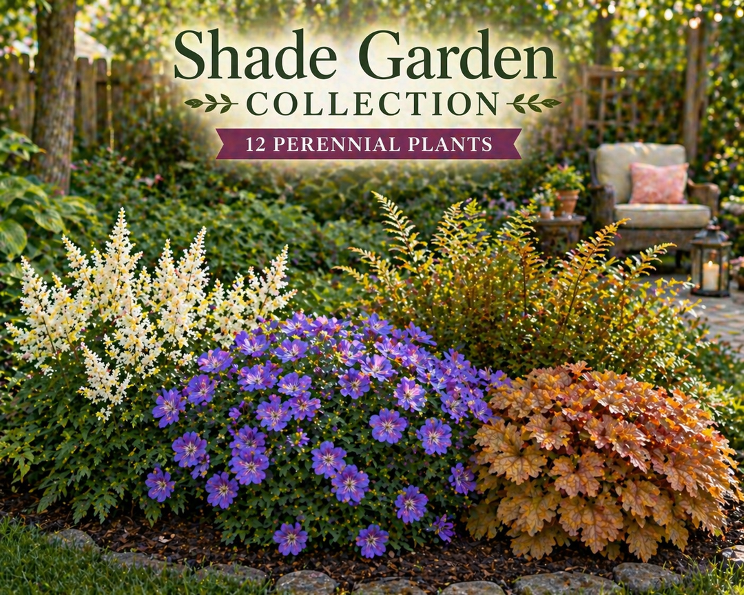 Shade Garden Collection – 12 Perennial Plants