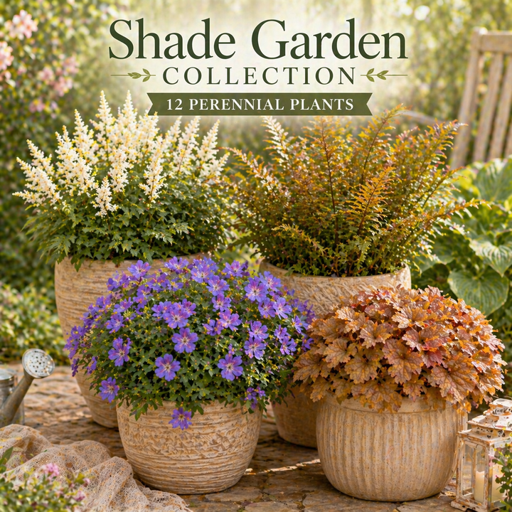 Shade Garden Collection – 12 Perennial Plants