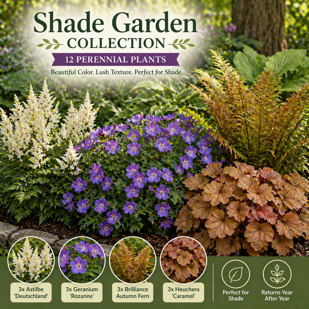 Shade Garden Collection – 12 Perennial Plants