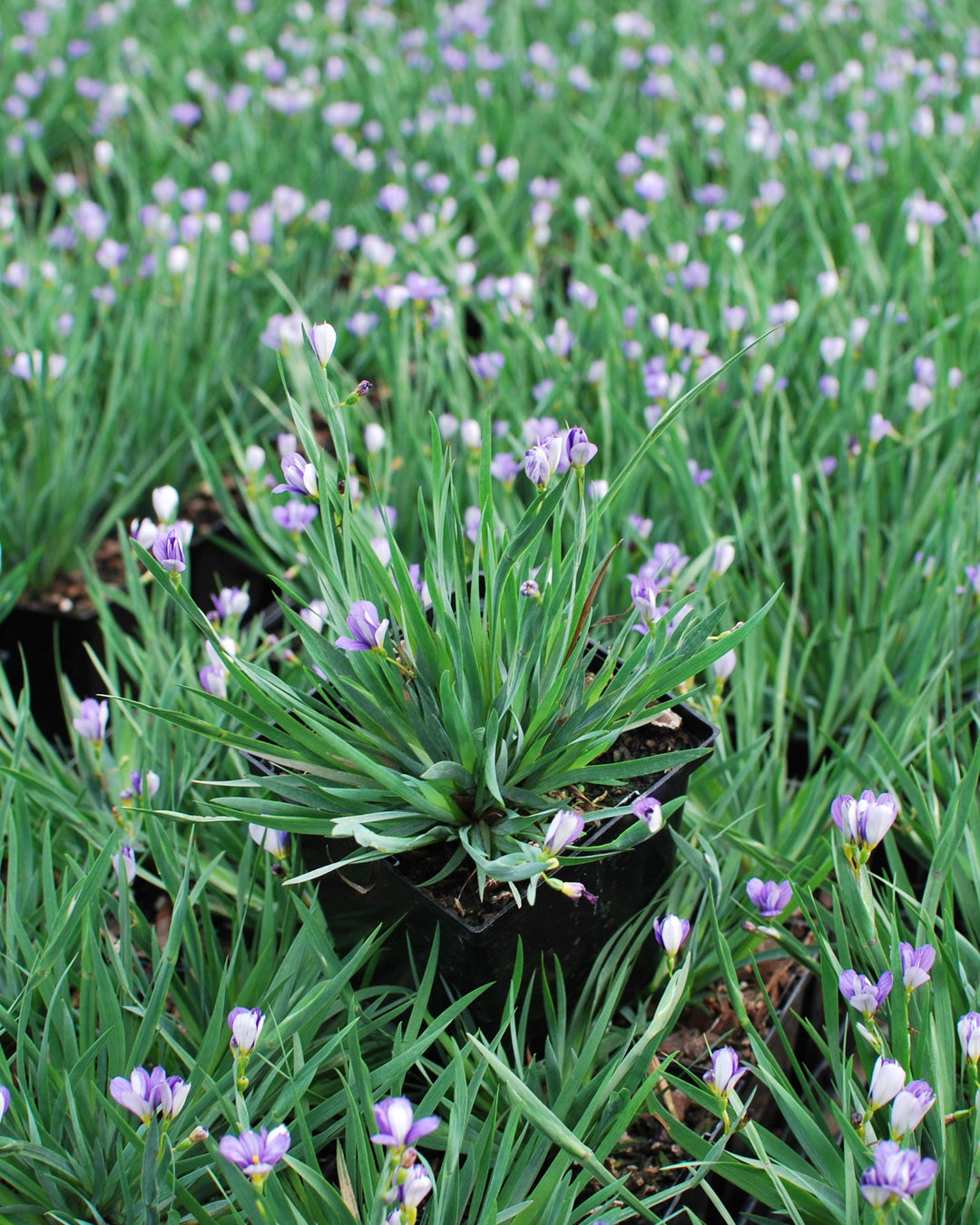 Sisyrinchium angustifolium 'Lucerne' (Blue-Eyed Grass)