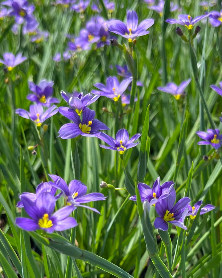 Sisyrinchium angustifolium 'Lucerne' (Blue-Eyed Grass)