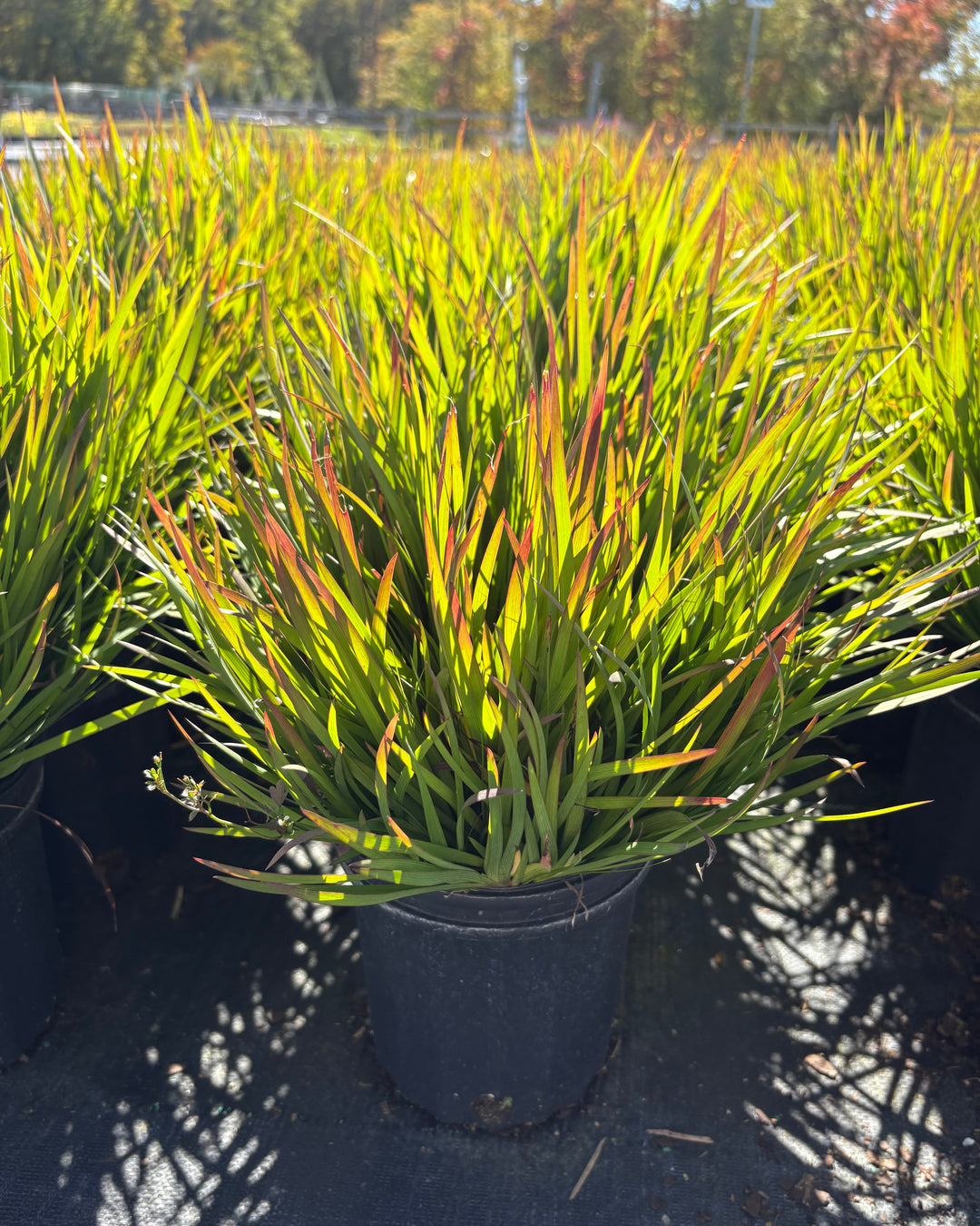 Sisyrinchium angustifolium ‘Suwannee’ (Blue-eyed grass)