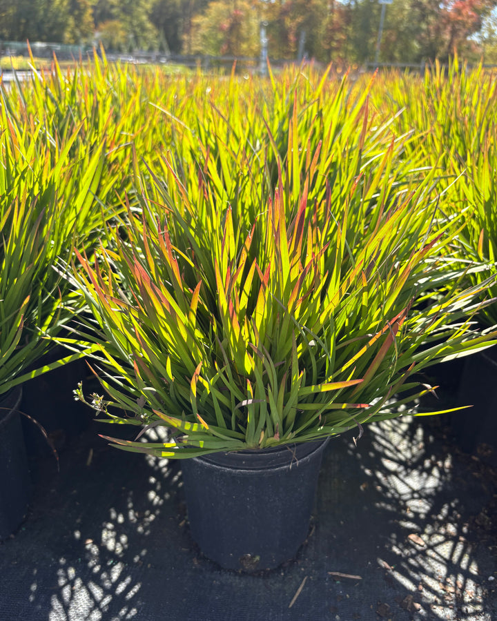 Sisyrinchium angustifolium ‘Suwannee’ (Blue-eyed grass)