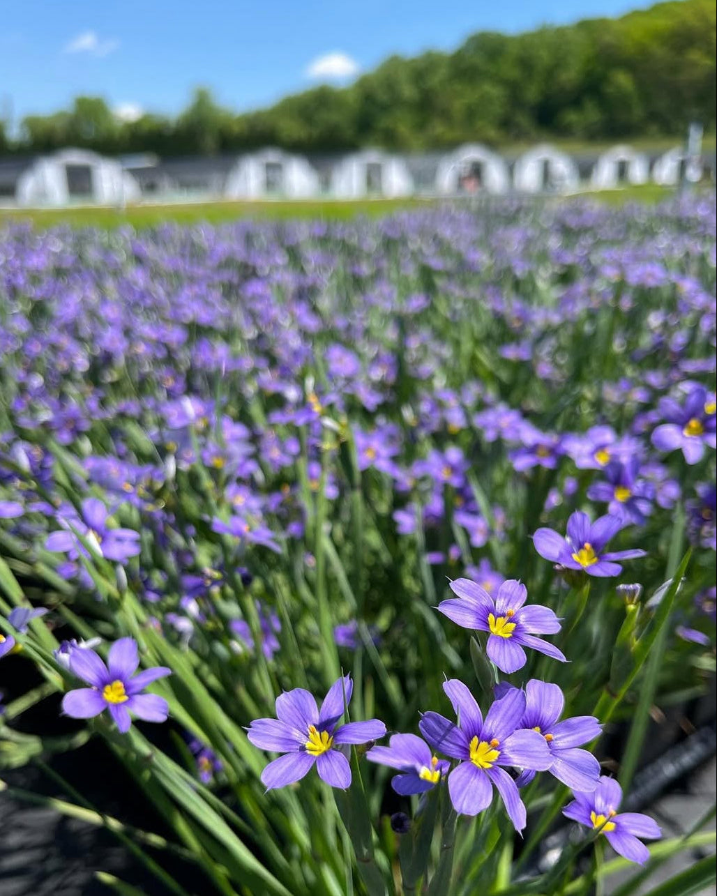 Sisyrinchium angustifolium 'Lucerne' (Blue-Eyed Grass)