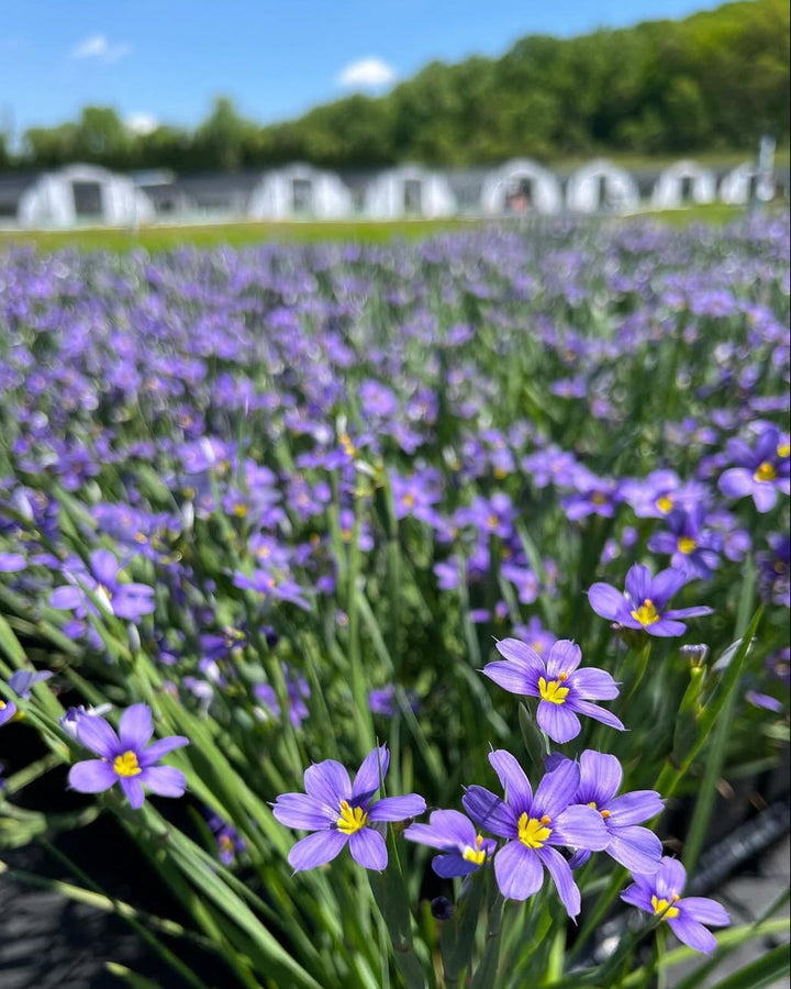 Sisyrinchium angustifolium 'Lucerne' (Blue-Eyed Grass)