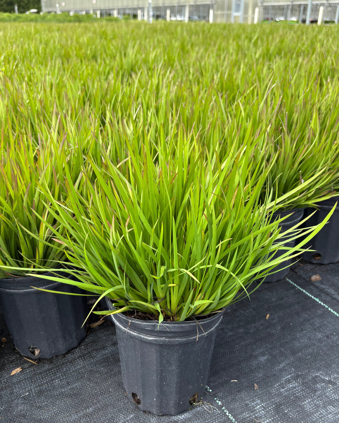 Sisyrinchium angustifolium ‘Suwannee’ (Blue-eyed grass)
