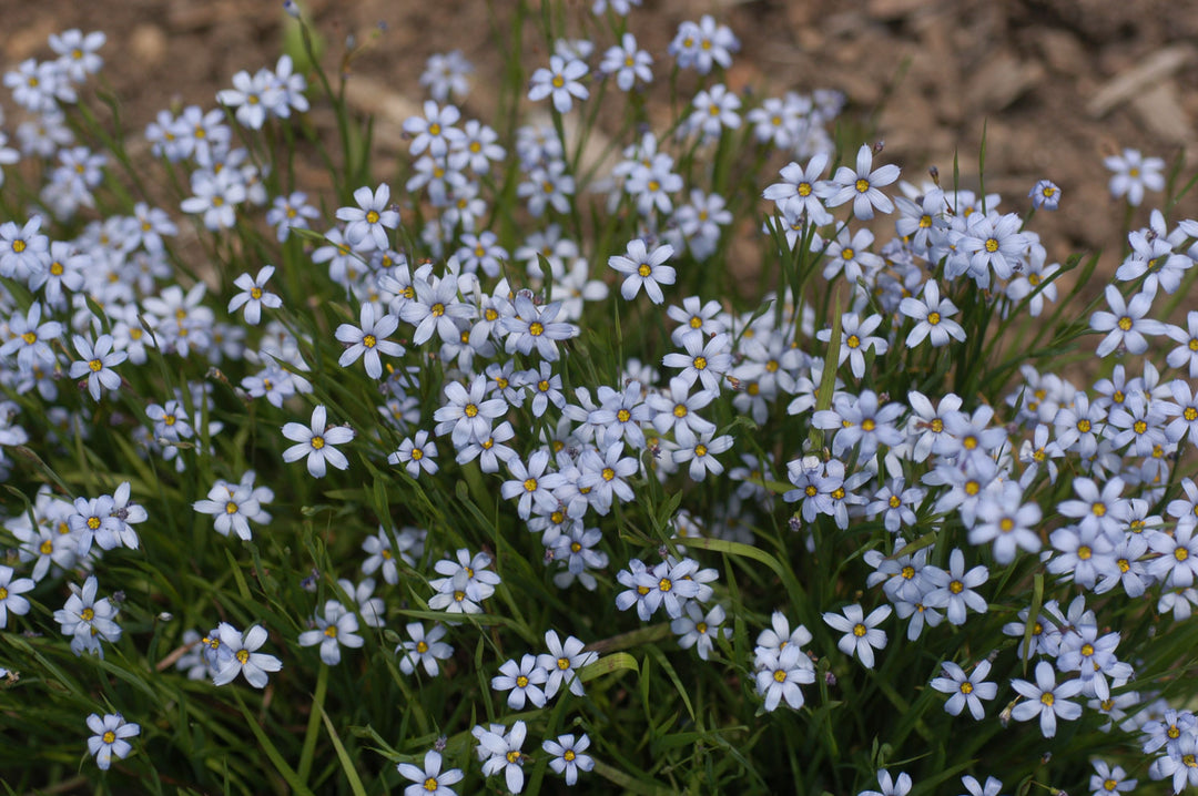Sisyrinchium angustifolium ‘Suwannee’ (Blue-eyed grass)