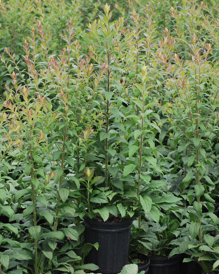 Solidago rugosa 'Fireworks' (Goldenrod)