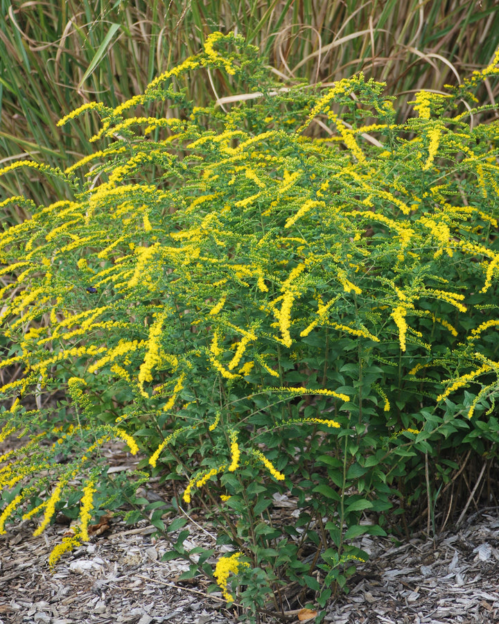 Solidago rugosa 'Fireworks' (Goldenrod)