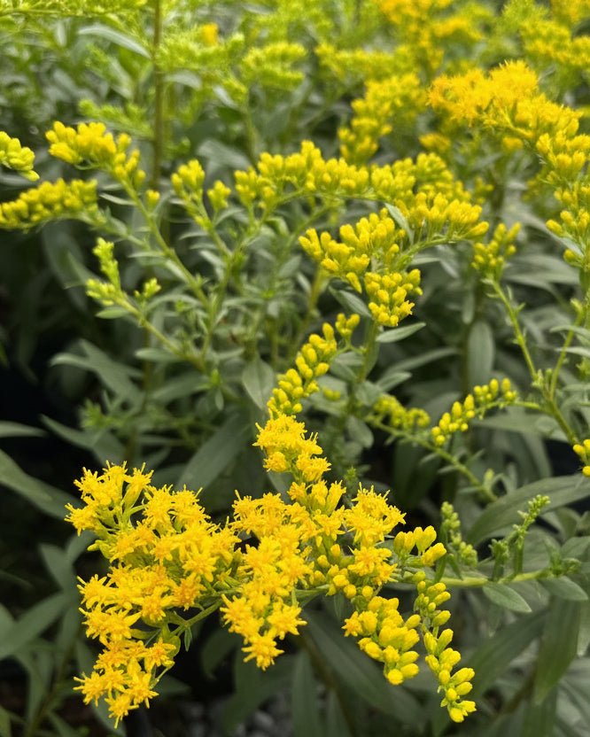 Solidago rugosa 'Fireworks' (Goldenrod)