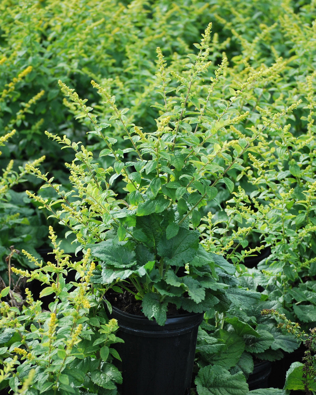 Solidago sphacelata 'Golden Fleece' (Dwarf Goldenrod)
