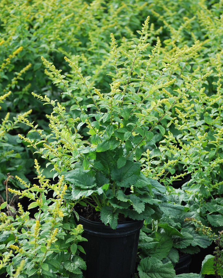 Solidago sphacelata 'Golden Fleece' (Dwarf Goldenrod)