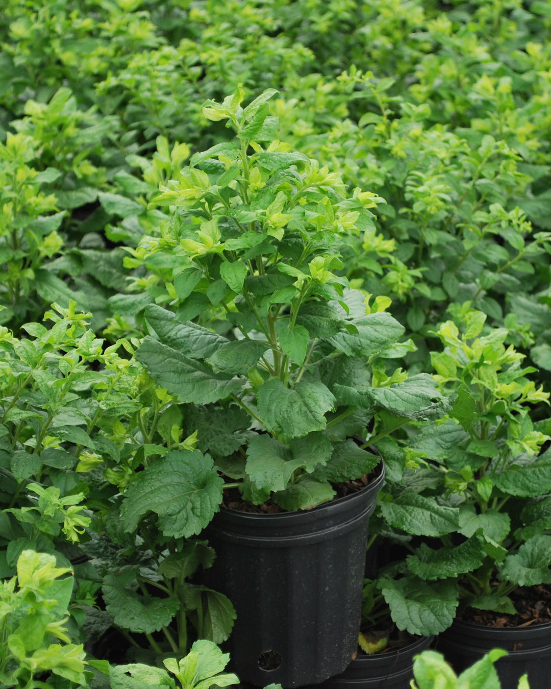 Solidago sphacelata 'Golden Fleece' (Dwarf Goldenrod)