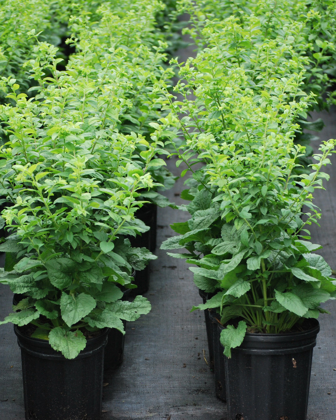 Solidago sphacelata 'Golden Fleece' (Dwarf Goldenrod)