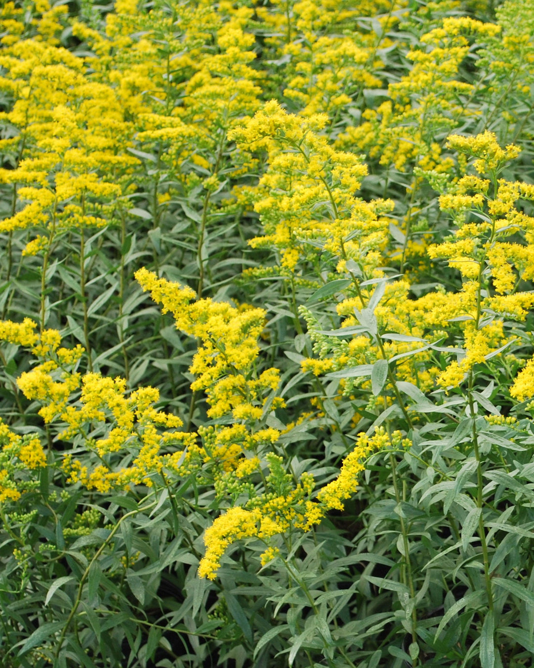 Solidago shortii 'Solar Cascade' (Goldenrod)