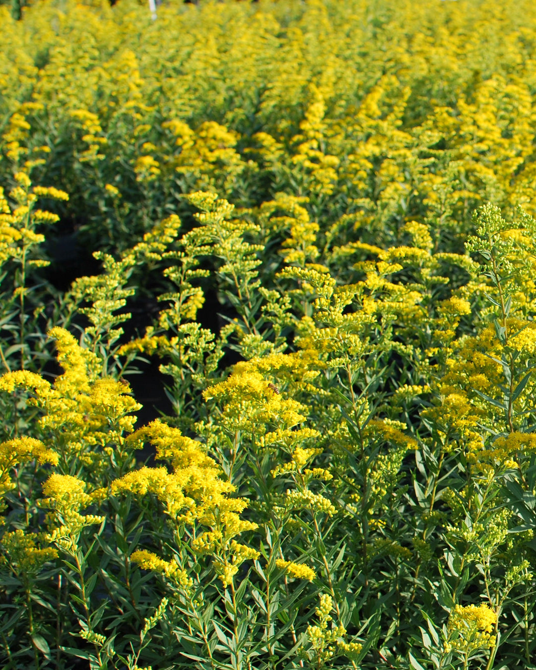Solidago shortii 'Solar Cascade' (Goldenrod)