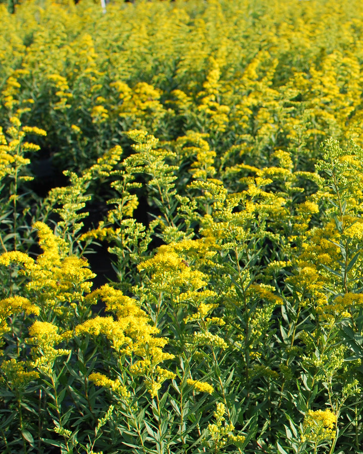 Solidago shortii 'Solar Cascade' (Goldenrod)