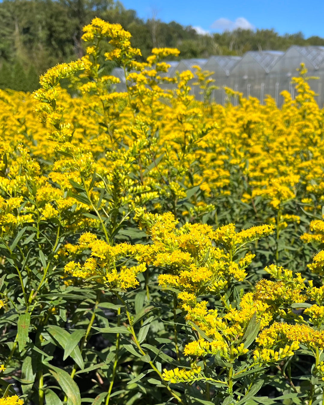 Solidago shortii 'Solar Cascade' (Goldenrod)
