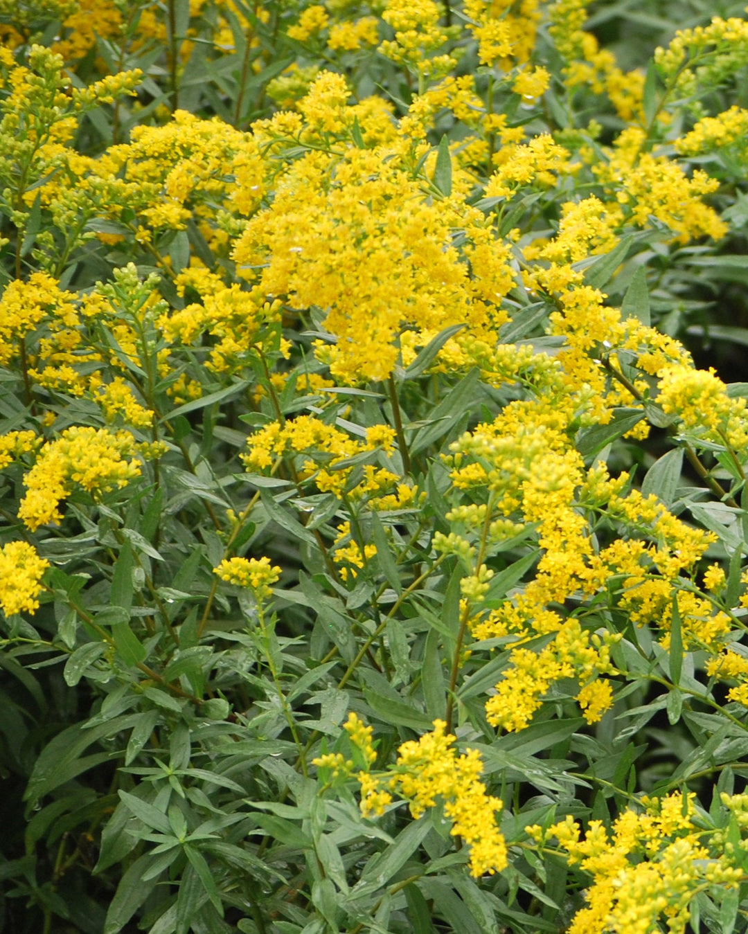 Solidago shortii 'Solar Cascade' (Goldenrod)