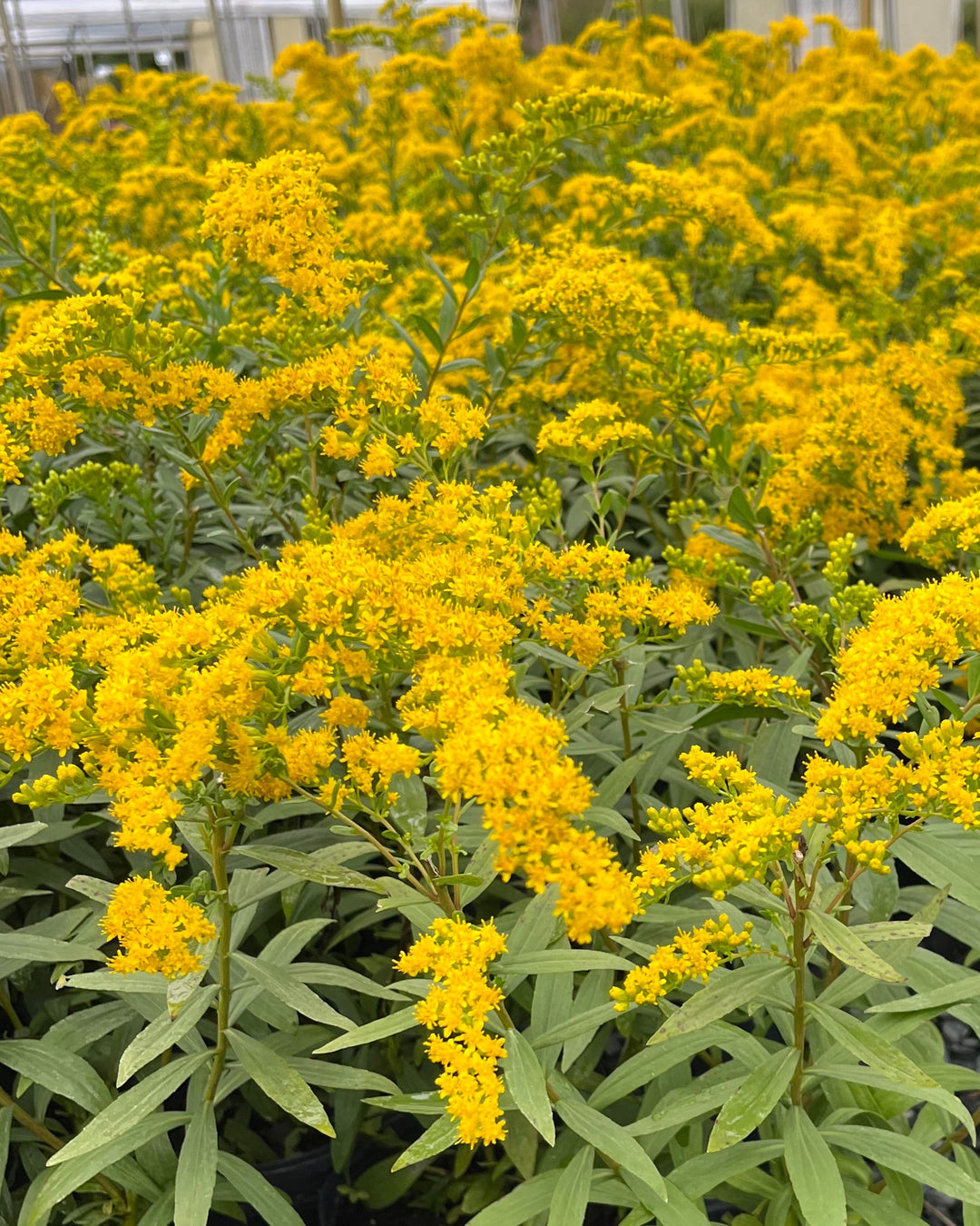 Solidago shortii 'Solar Cascade' (Goldenrod)