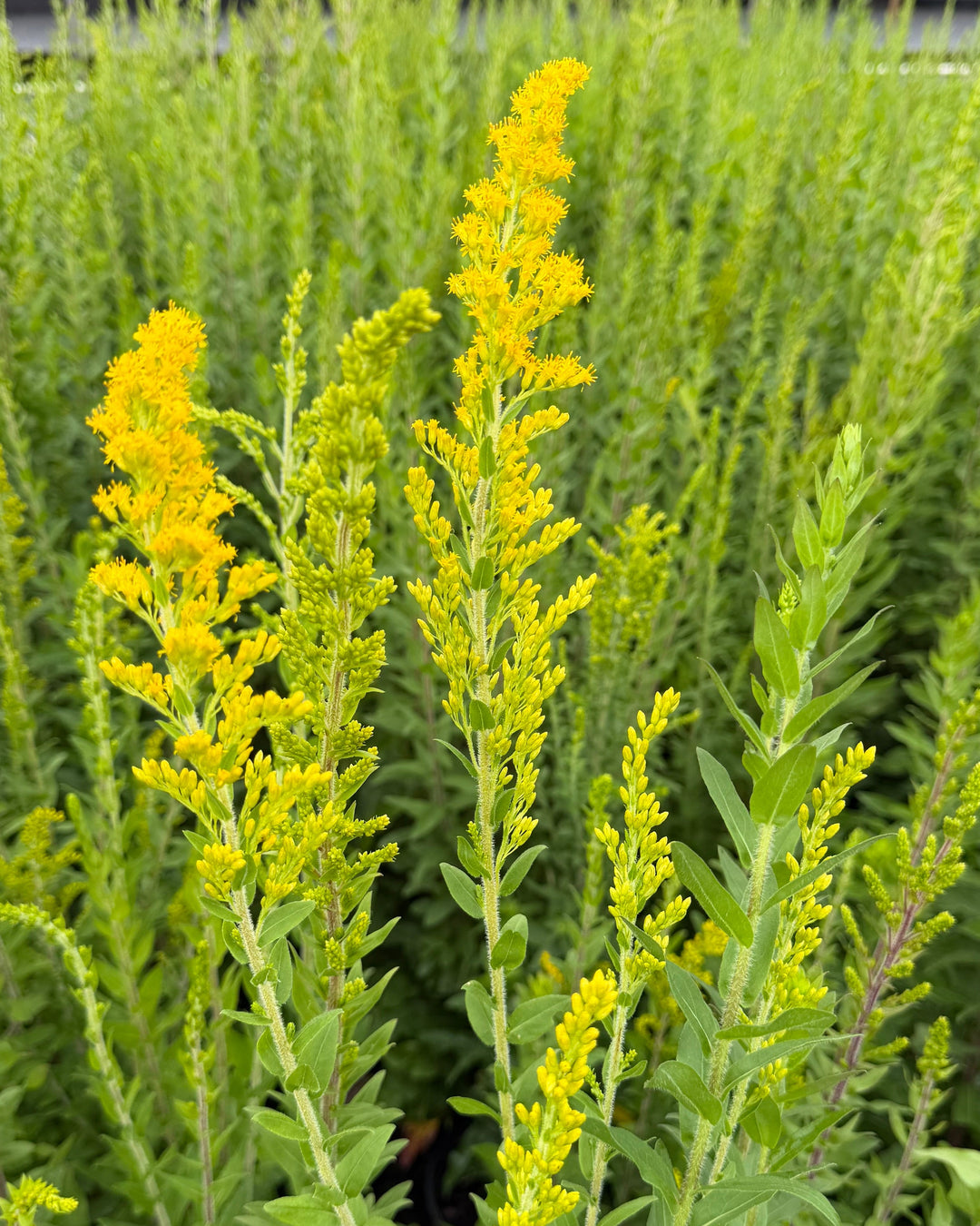 Solidago fistulosa (Pine Barrens Goldenrod)
