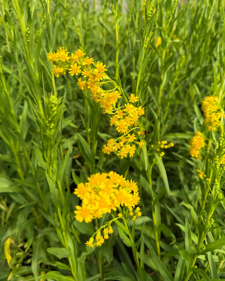 Solidago fistulosa (Pine Barrens Goldenrod)