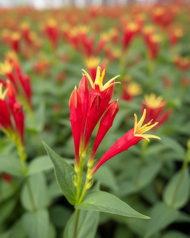 Spigelia marylandica ‘Little Redhead’ (Indian Pink)