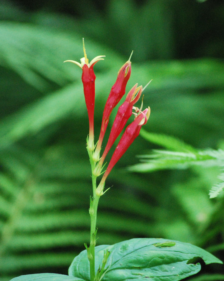 Spigelia marylandica ‘Little Redhead’ (Indian Pink)